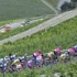 Das Feld zwischen Weinbergen w�hrend der 5. Etappe der Tour de Suisse 2006